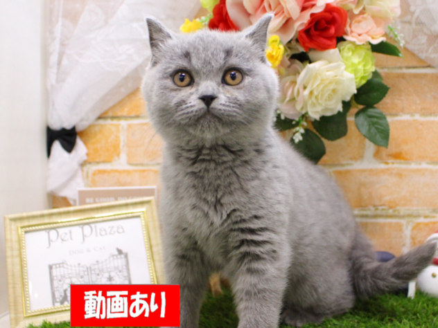 兵庫県のセルカークレックス (ペット・プラザ アミーゴ三田店/2025年10月31日生まれ/女の子/ブルー)の子猫