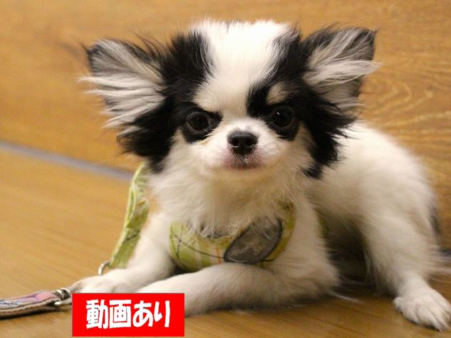 兵庫県のチワワ(ロング) (ペット・プラザ アミーゴ三田店/2025年8月26日生まれ/男の子/ブラッククリームホワイト)の子犬の1枚目の画像
