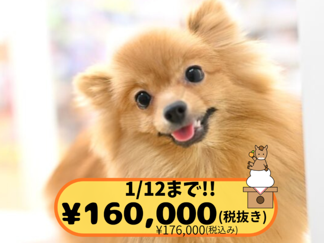 岡山県のポメラニアン (アミーゴ中庄店/2025年4月15日生まれ/女の子/ウルフセーブル)の子犬の1枚目の画像