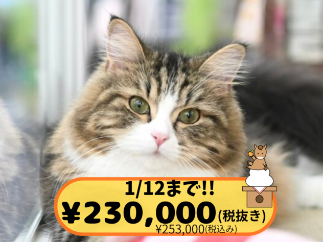 岡山県のノルウェージャンフォレストキャット (アミーゴ中庄店/2025年1月27日生まれ/女の子/ブラウンタビーホワイト)の子猫の1枚目の画像