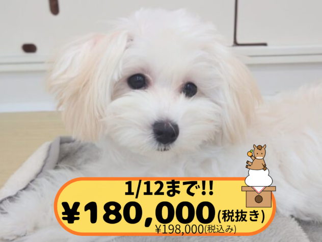 岡山県のハーフ犬・ミックス犬 (アミーゴ中庄店/2025年6月22日生まれ/女の子/クリーム)の子犬の1枚目の画像