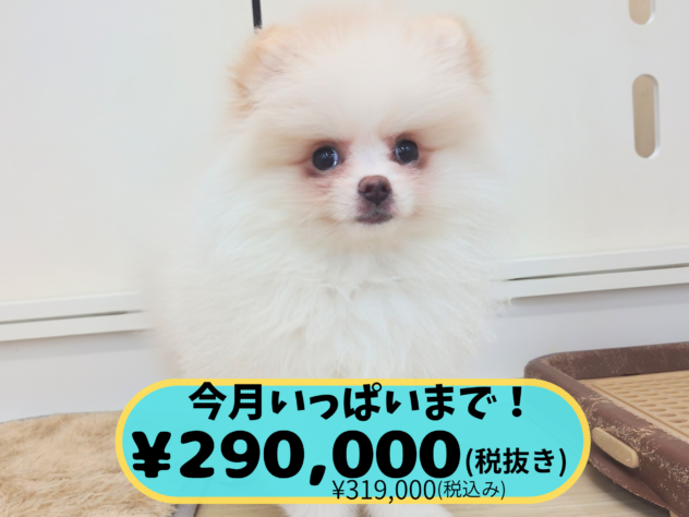 岡山県のポメラニアン (アミーゴ中庄店/2025年11月18日生まれ/女の子/パーティーカラー)の子犬の1枚目の画像
