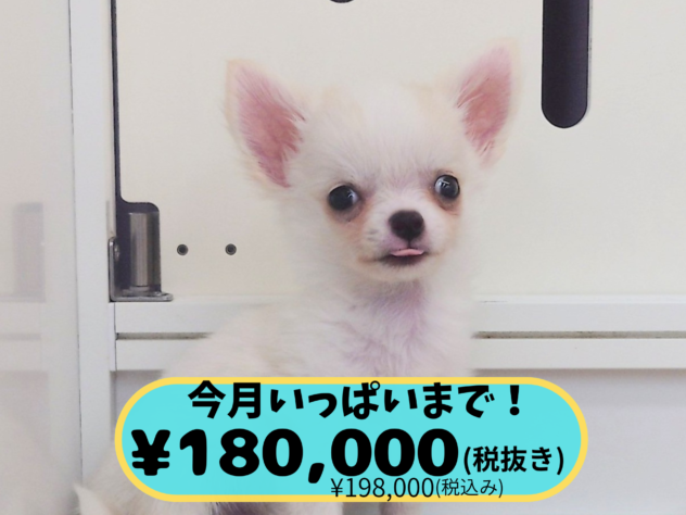 岡山県のチワワ(ロング) (アミーゴ中庄店/2025年11月12日生まれ/男の子/クリーム)の子犬の1枚目の画像