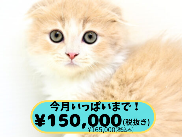 岡山県のフォールデックス (アミーゴ中庄店/2025年8月17日生まれ/男の子/クリームタビーホワイト)の子猫の1枚目の画像