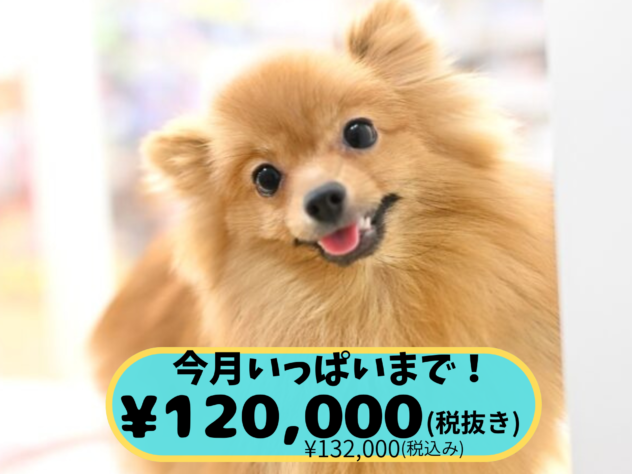 岡山県のポメラニアン (アミーゴ中庄店/2025年4月15日生まれ/女の子/ウルフセーブル)の子犬の1枚目の画像