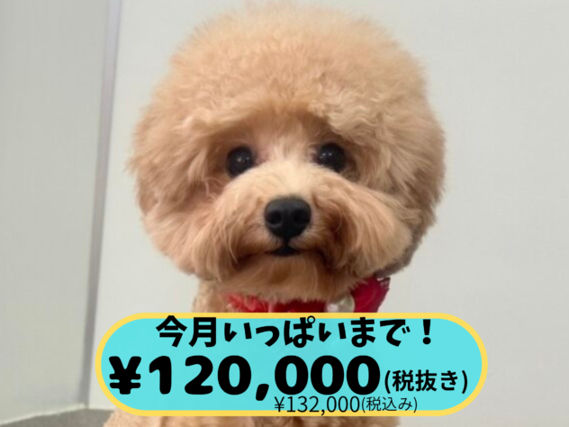 岡山県のトイプードル(トイ) (アミーゴ中庄店/2025年2月22日生まれ/女の子/レッドフォーン)の子犬の1枚目の画像