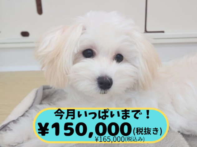 岡山県のハーフ犬・ミックス犬 (アミーゴ中庄店/2025年6月22日生まれ/女の子/クリーム)の子犬の1枚目の画像