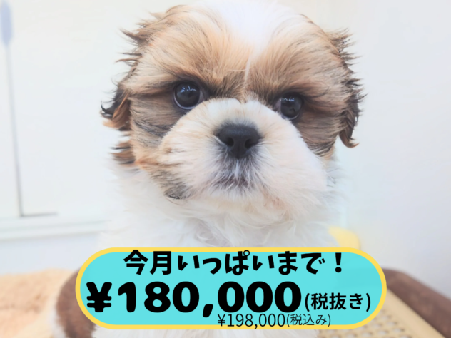 岡山県のシーズー (アミーゴ中庄店/2025年11月27日生まれ/男の子/ゴールドホワイト)の子犬の1枚目の画像