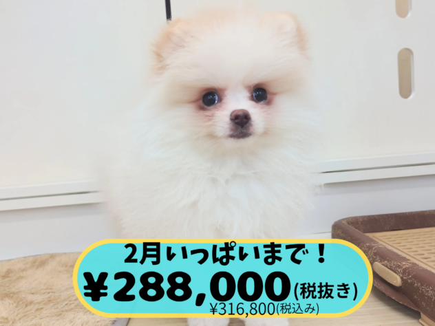岡山県のポメラニアン (アミーゴ中庄店/2025年11月18日生まれ/女の子/パーティーカラー)の子犬の1枚目の画像