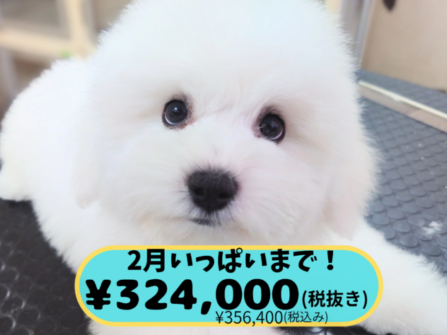 岡山県のビションフリーゼ (アミーゴ中庄店/2025年11月8日生まれ/男の子/クリームホワイト)の子犬の1枚目の画像