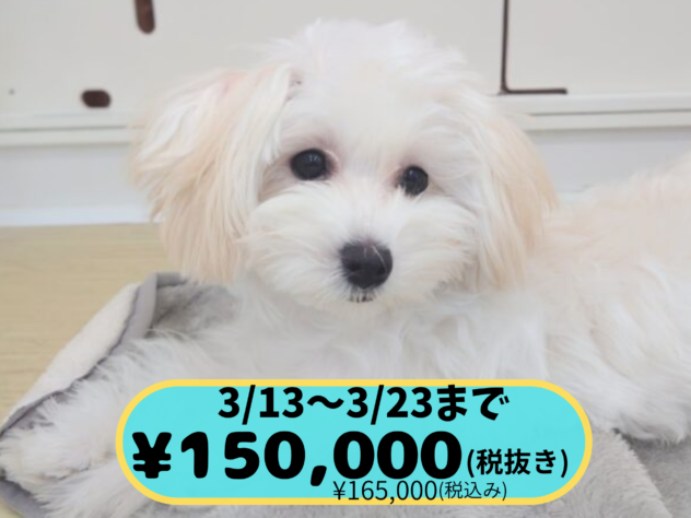 岡山県のハーフ犬・ミックス犬 (アミーゴ中庄店/2025年6月22日生まれ/女の子/クリーム)の子犬の1枚目の画像