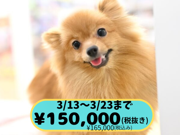 岡山県のポメラニアン (アミーゴ中庄店/2025年4月15日生まれ/女の子/ウルフセーブル)の子犬の1枚目の画像