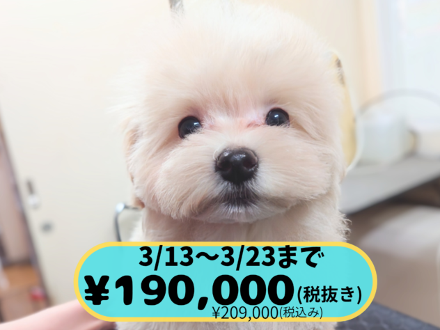 岡山県のハーフ犬・ミックス犬 (アミーゴ中庄店/2025年11月8日生まれ/男の子/クリーム)の子犬の1枚目の画像