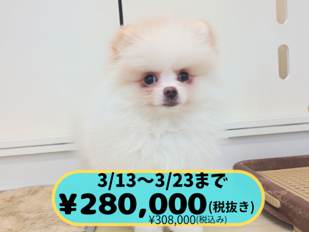 岡山県のポメラニアン (アミーゴ中庄店/2025年11月18日生まれ/女の子/パーティーカラー)の子犬の1枚目の画像