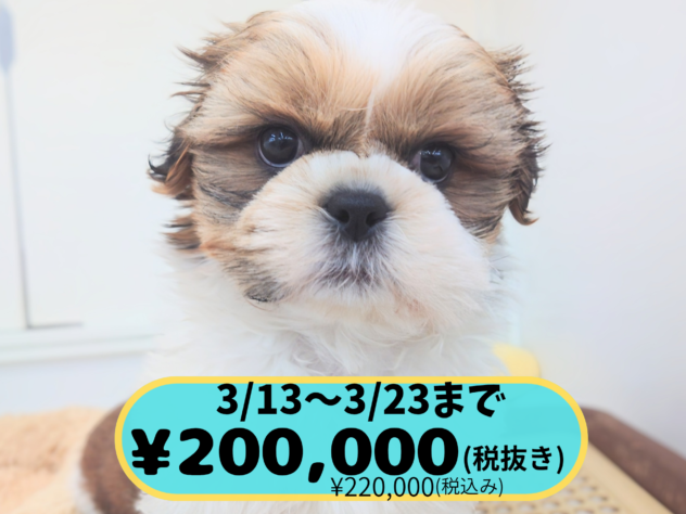 岡山県のシーズー (アミーゴ中庄店/2025年11月27日生まれ/男の子/ゴールドホワイト)の子犬の1枚目の画像