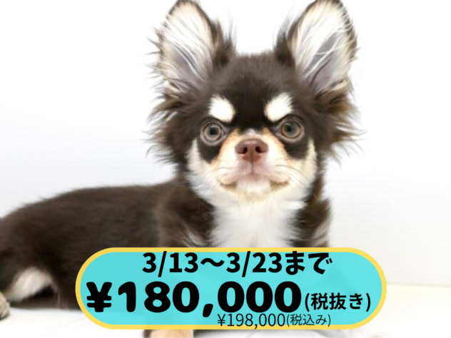 岡山県のチワワ(ロング) (アミーゴ中庄店/2024年11月25日生まれ/男の子/チョコレートタンホワイト)の子犬の1枚目の画像