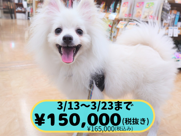 岡山県のポメラニアン (アミーゴ中庄店/2025年8月3日生まれ/男の子/ホワイト)の子犬の1枚目の画像