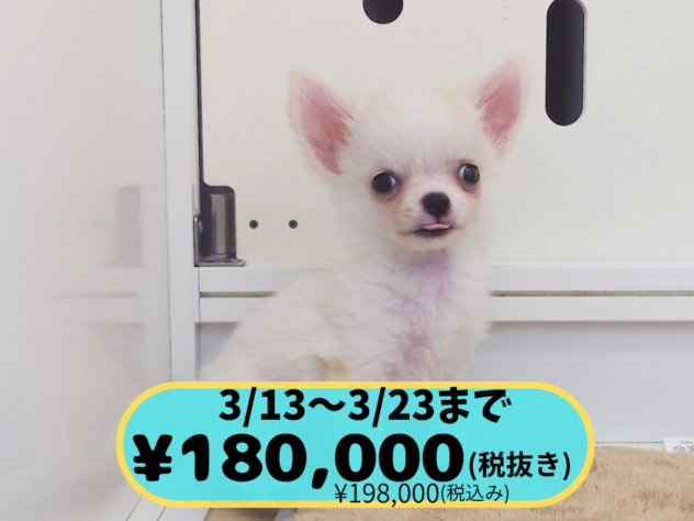 岡山県のチワワ(ロング) (アミーゴ中庄店/2025年11月12日生まれ/男の子/クリーム)の子犬の1枚目の画像