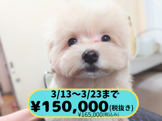 岡山県のハーフ犬・ミックス犬 (アミーゴ中庄店/2025年11月8日生まれ/男の子/クリーム)の子犬の1枚目の画像