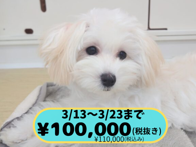 岡山県のハーフ犬・ミックス犬 (アミーゴ中庄店/2025年6月22日生まれ/女の子/クリーム)の子犬の1枚目の画像