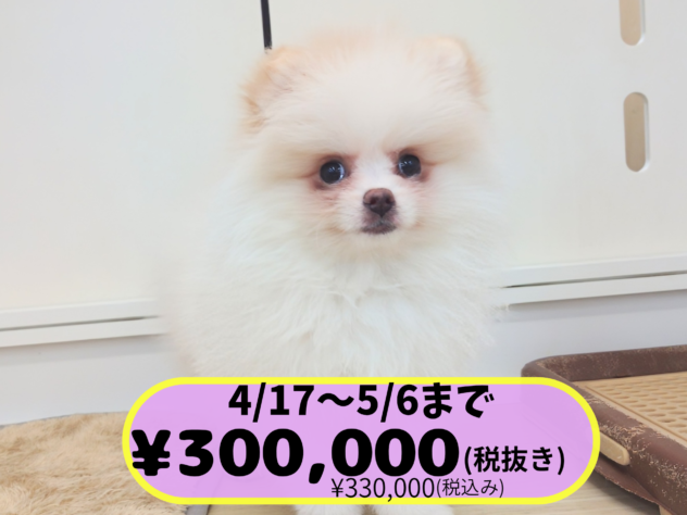 岡山県のポメラニアン (アミーゴ中庄店/2025年11月18日生まれ/女の子/パーティーカラー)の子犬の1枚目の画像