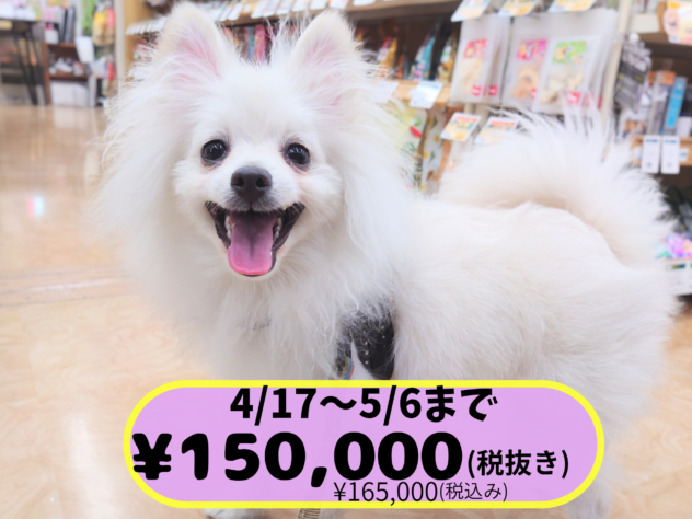 岡山県のポメラニアン (アミーゴ中庄店/2025年8月3日生まれ/男の子/ホワイト)の子犬の1枚目の画像