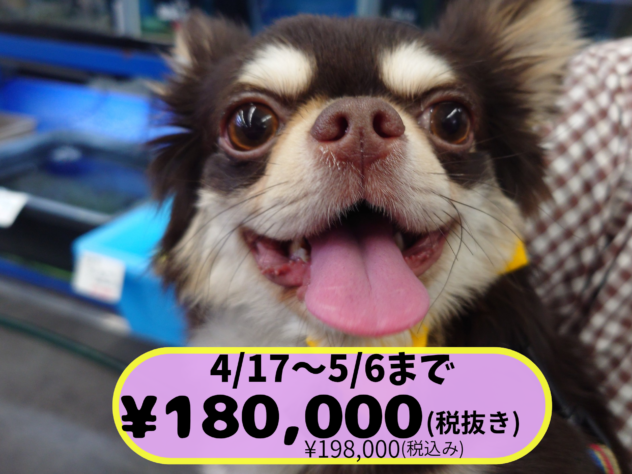 岡山県のチワワ(ロング) (アミーゴ中庄店/2024年11月25日生まれ/男の子/チョコレートタンホワイト)の子犬の1枚目の画像