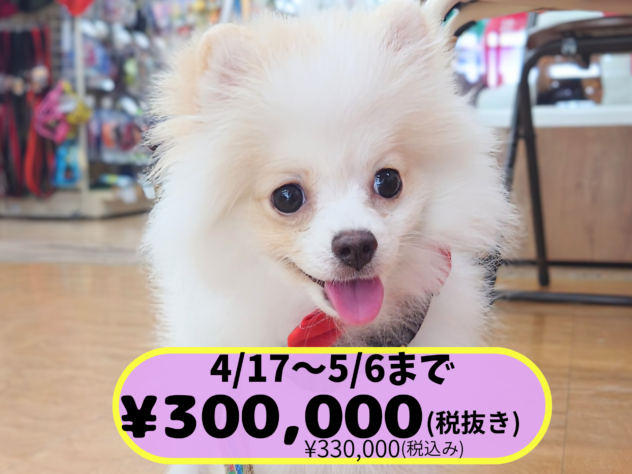 岡山県のポメラニアン (アミーゴ中庄店/2025年11月18日生まれ/女の子/パーティーカラー)の子犬の1枚目の画像