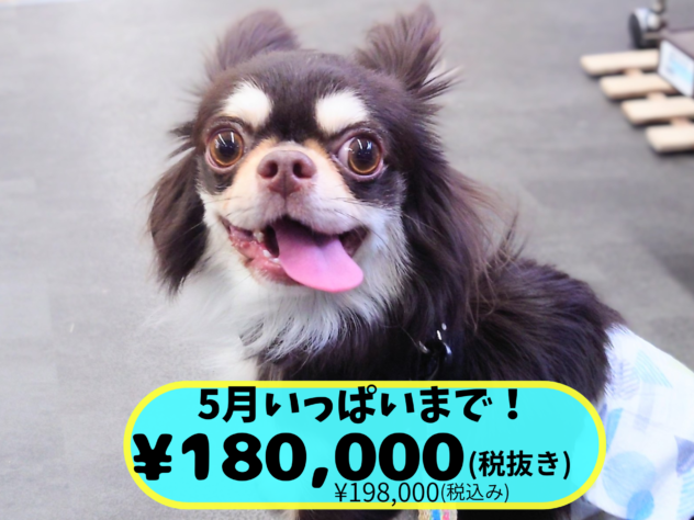 岡山県のチワワ(ロング) (アミーゴ中庄店/2024年11月25日生まれ/男の子/チョコレートタンホワイト)の子犬の1枚目の画像