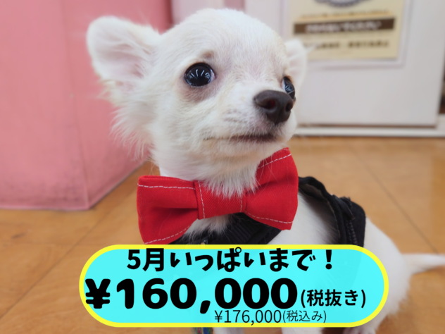 岡山県のチワワ(ロング) (アミーゴ中庄店/2025年11月12日生まれ/男の子/クリーム)の子犬の1枚目の画像
