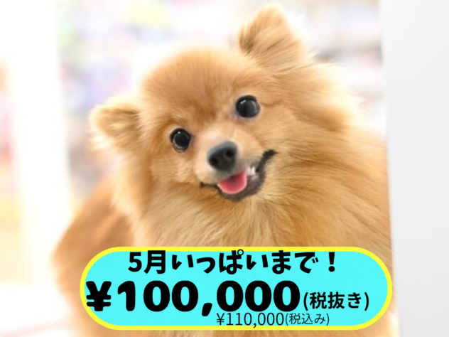 岡山県のポメラニアン (アミーゴ中庄店/2025年4月15日生まれ/女の子/ウルフセーブル)の子犬の1枚目の画像