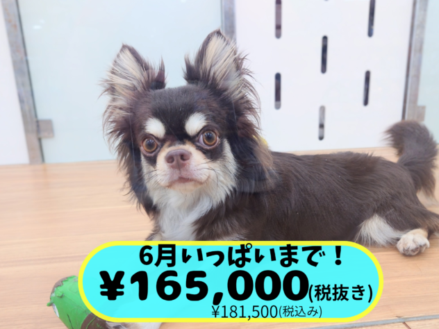 岡山県のチワワ(ロング) (アミーゴ中庄店/2024年11月25日生まれ/男の子/チョコレートタンホワイト)の子犬の1枚目の画像