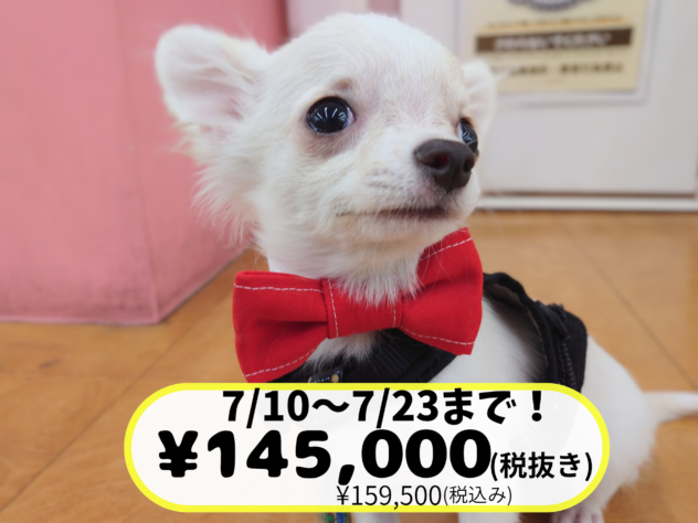 岡山県のチワワ(ロング) (アミーゴ中庄店/2025年11月12日生まれ/男の子/クリーム)の子犬の1枚目の画像
