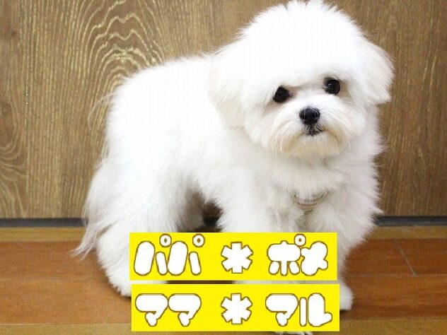 兵庫県のポメマル/マルポメ(ポメラニアン×マルチーズ) (ペット・プラザ アミーゴ明石魚住店/2025年7月16日生まれ/女の子/ホワイトクリーム)の子犬の1枚目の画像
