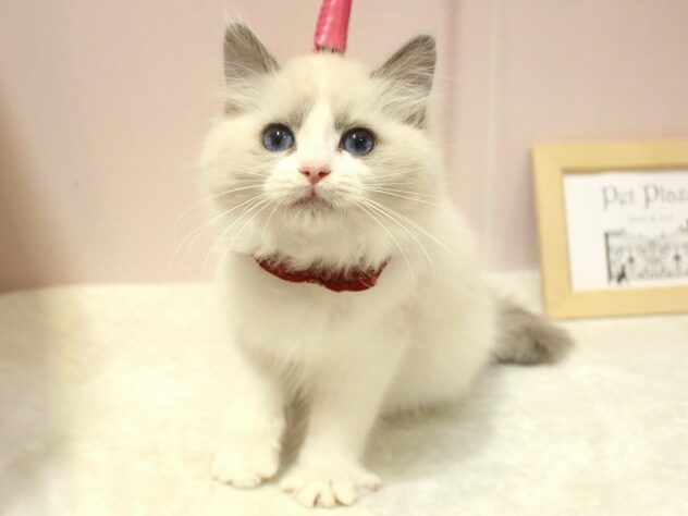 兵庫県のラグドール (ペット・プラザ アミーゴ明石魚住店/2025年11月1日生まれ/女の子/ブルーポイントバイカラー)の子猫