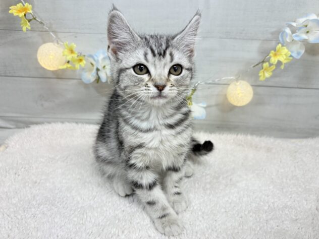 福島県のアメリカンショートヘアー (アミーゴ郡山南店/2025年11月2日生まれ/女の子/シルバータビー)の子猫