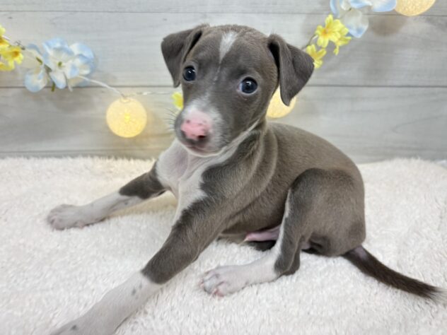 福島県のイタリアングレーハウンド (アミーゴ郡山南店/2025年11月20日生まれ/男の子/ブルーホワイト)の子犬