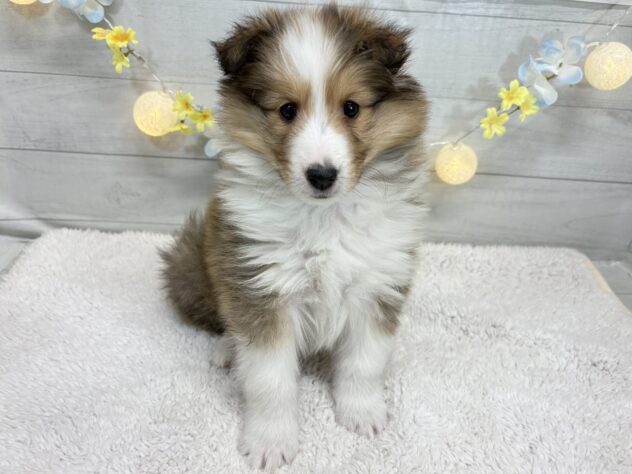 福島県のシェットランドシープドッグ (アミーゴ郡山南店/2025年11月18日生まれ/女の子/セーブルホワイト)の子犬