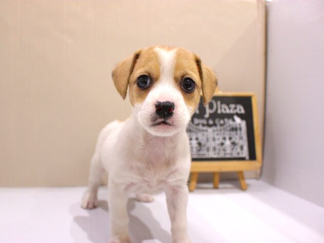 兵庫県のジャックラッセルテリア (ペット・プラザ アミーゴつかしん店/2025年11月16日生まれ/女の子/ホワイトタン)の子犬の1枚目の画像