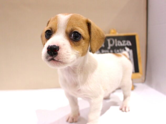 兵庫県のジャックラッセルテリア (ペット・プラザ アミーゴつかしん店/2025年11月16日生まれ/女の子/ホワイトタン)の子犬の2枚目の画像