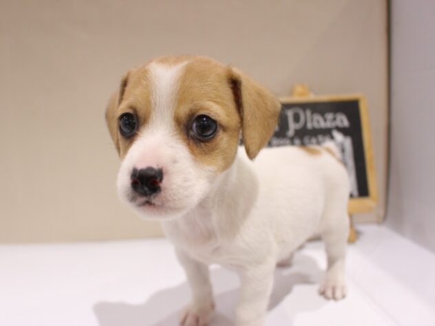 兵庫県のジャックラッセルテリア (ペット・プラザ アミーゴつかしん店/2025年11月16日生まれ/女の子/ホワイトタン)の子犬の3枚目の画像