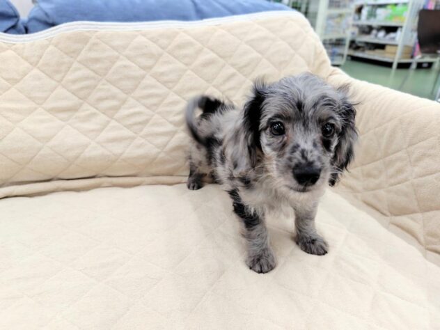 茨城県のハーフ犬・ミックス犬 (アミーゴ神栖店/2025年9月10日生まれ/男の子/シルバーダップル)の子犬の4枚目の画像