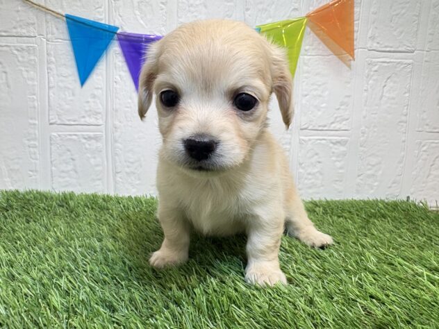 福島県のハーフ犬・ミックス犬 (アミーゴ郡山南店/2025年11月17日生まれ/女の子/イエロー)の子犬