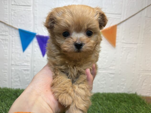 福島県のハーフ犬・ミックス犬 (アミーゴ郡山南店/2025年11月25日生まれ/男の子/アプリコット)の子犬