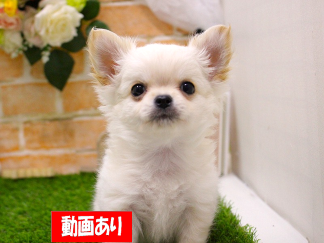 兵庫県のチワワ(ロング) (ペット・プラザ アミーゴ三田店/2025年11月12日生まれ/男の子/クリームホワイト)の子犬の1枚目の画像