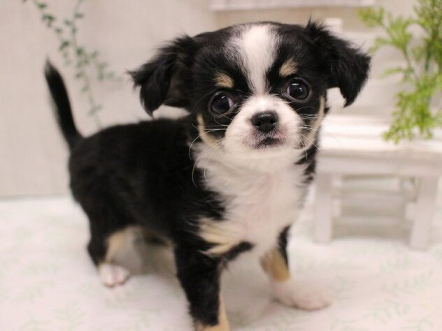 兵庫県のチワワ(ロング) (ペット・プラザ アミーゴ加古川店/2025年9月9日生まれ/男の子/ブラックタンホワイト)の子犬の2枚目の画像