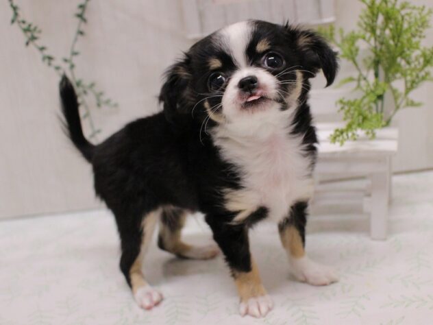 兵庫県のチワワ(ロング) (ペット・プラザ アミーゴ加古川店/2025年9月9日生まれ/男の子/ブラックタンホワイト)の子犬の3枚目の画像