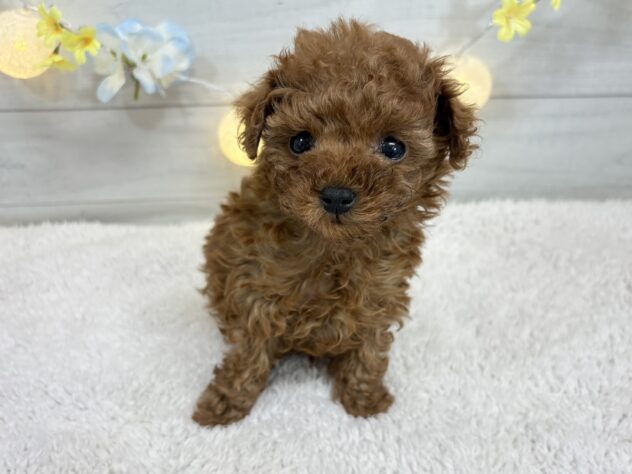 福島県のトイプードル(トイ) (アミーゴ郡山南店/2025年11月18日生まれ/男の子/レッド)の子犬