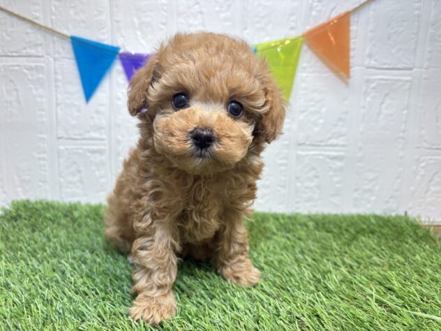 福島県のトイプードル(トイ) (アミーゴ郡山南店/2025年11月18日生まれ/女の子/アプリコット)の子犬