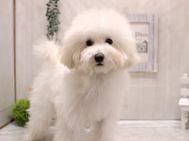 兵庫県のトイプードル(トイ) (ペット・プラザ アミーゴ加古川店/2025年9月5日生まれ/女の子/ホワイト)の子犬の1枚目の画像